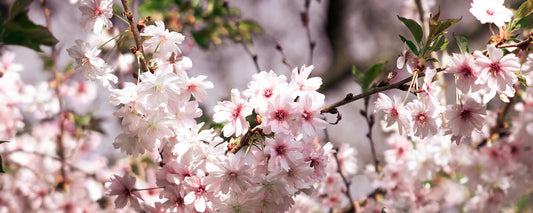 Cherry Blossom Jam