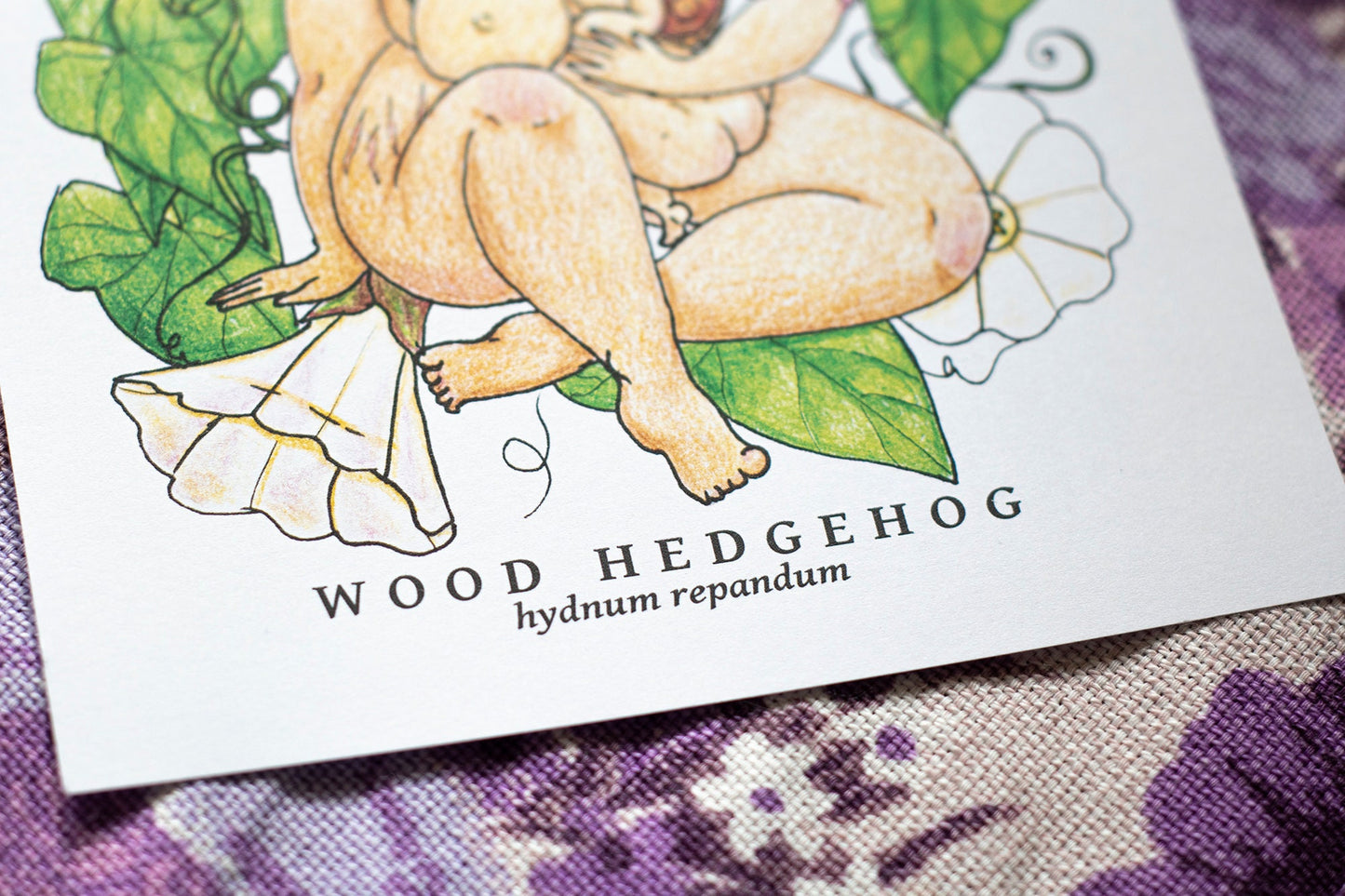 Wood Hedgehog